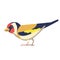 European goldfinch is a small passerine bird in the finch family. British Finches Bird cartoon flat style beautiful