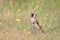 European Goldfinch standing in the grass.