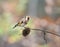 European Goldfinch on Teasel in English Countryside