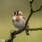 European Goldfinch on a tree branch