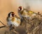 European Goldfinches on the burdock