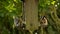 European Goldfinches eating seeds, sunflower hearts, from a wooden bird feeder