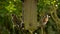 European Goldfinches eating seeds, sunflower hearts, from a wooden bird feeder