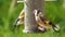 European Goldfinches feeding at bird table