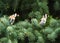 European goldfinches sitting on the branch of fir tree