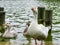 European Goose family in nature feeding