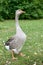 European Goose in the grass