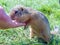 European gopher is eating sunflower grains from human hand