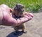 European gopher is eating sunflower grains from human hand