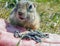 European gopher is eating sunflower grains from human hand. Close-up