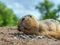 European gopher on the lawn. Close-up. Portrait of a rodent