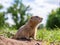 European gopher on the lawn. Close-up. Portrait of a rodent