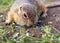 European gopher on the lawn. Close-up. Portrait of a rodent