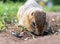 European gopher on the lawn. Close-up. Portrait of a rodent