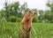 European gopher is stayng on the lawn. Close-up. Portrait of an animal