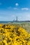 European gorse, with Gatteville lighthouse in the background, Fr