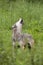 European gray wolf howling