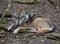 European Gray Wolf in the Landscape of Lower Saxony