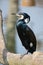 European Great Black Cormorant Phalacrocorax carbo posing on a mooring bollard.