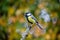 European Great Tit Parus Major perched on branch with autumn b