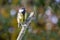 European Great Tit Parus Major perched on branch with autumn b