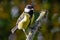 European Great Tit Parus Major perched on branch with autumn b