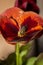 European Green blowfly lucilia sericata sitting on a red and orange pansy flower