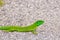 European green lizard