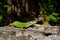 European green lizard