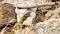 European green lizard Lacerta viridis