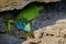 European Green Lizard - Lacerta viridis - large green and blue lizard distributed across European midlatitudes, male with the tick