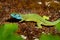 European Green Lizard - Lacerta viridis - large green and blue lizard distributed across European midlatitudes, male with the tick