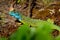 European Green Lizard - Lacerta viridis - large green and blue lizard distributed across European midlatitudes, male with the tick