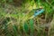 European Green Lizard - Lacerta viridis - large green and blue lizard distributed across European midlatitudes, male with the tick