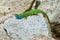 European green lizard male sunbathing on the rock