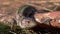 European Green Lizard Sits on a Log in a Deciduous Forest. Zoom