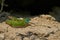 European green lizards male and female on a rock.