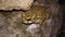 European green male toad sitting on a rock at night