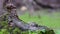 European green marsh frog Pelophylax ridibundus, sitting on a stump in a forest lake