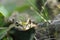 european green pond frog posing for the camera