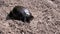 European Green River Tortoise Crawls by Wet Sand on Beach. Close up. Slow motion