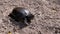 European Green River Tortoise Crawls by Wet Sand on Beach. Close up. Slow motion