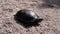 European Green River Tortoise Crawls by Wet Sand on Beach. Close up. Slow motion