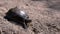 European Green River Tortoise Crawls by Wet Sand on Beach. Close up. Slow motion