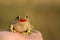 European Green Toad Bufo viridis sitting on a hand with painted lips. Love concept