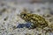 European green toad Bufo viridis sitting on land in Limhamn limestone quarry
