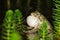 European green toad croaking for females