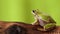 European green tree frog on a branch