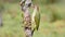 European green woodpecker eating on a log.