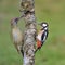 European green woodpecker and great spotted woodpecker